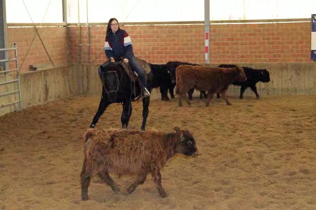 Clara Breuer mit Docs Royal Lancer im Ranch Cutting am Rind
